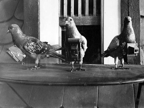 Aerial reconnaissance pigeons